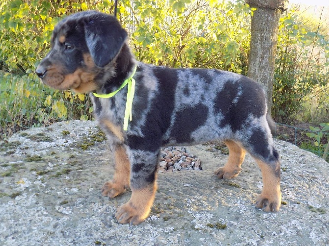 De La Ferme Des Beaumalous - Chiots à réserver !!!