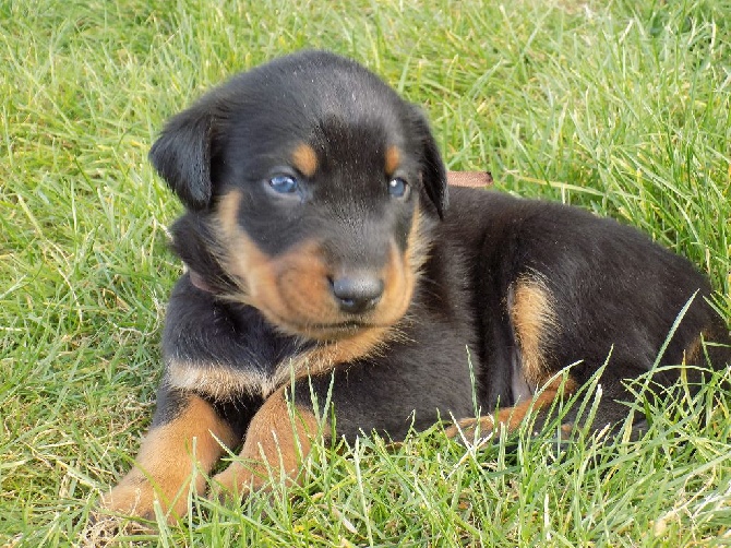 De La Ferme Des Beaumalous - Chiots à réserver !!!