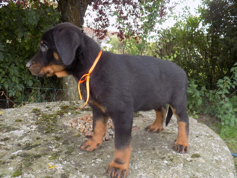Jerry De La Ferme Des Beaumalous