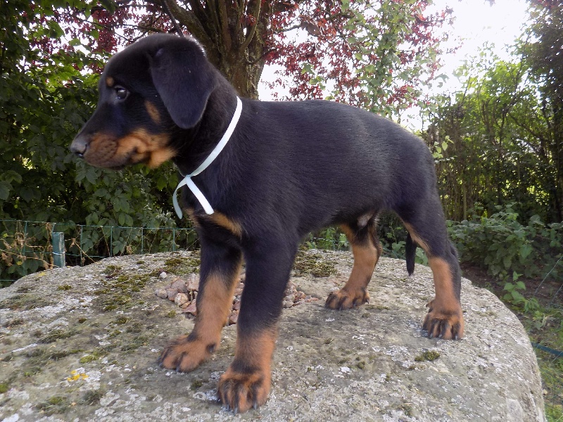 Jock ii De La Ferme Des Beaumalous