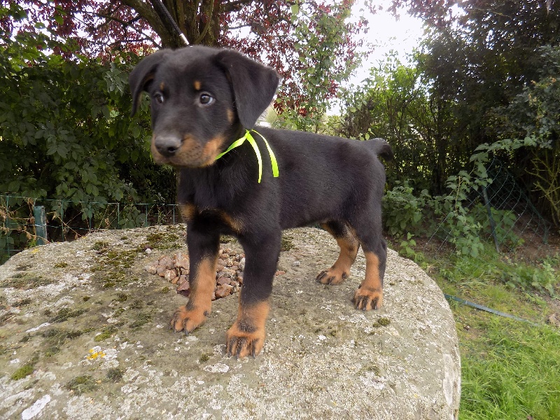 Junior De La Ferme Des Beaumalous