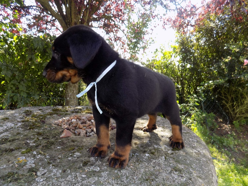 Jewels De La Ferme Des Beaumalous