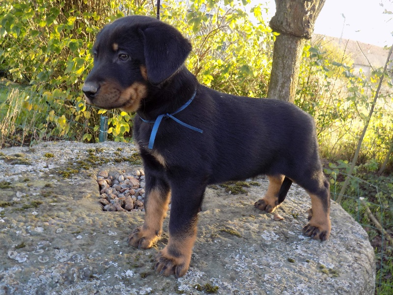Jecko De La Ferme Des Beaumalous