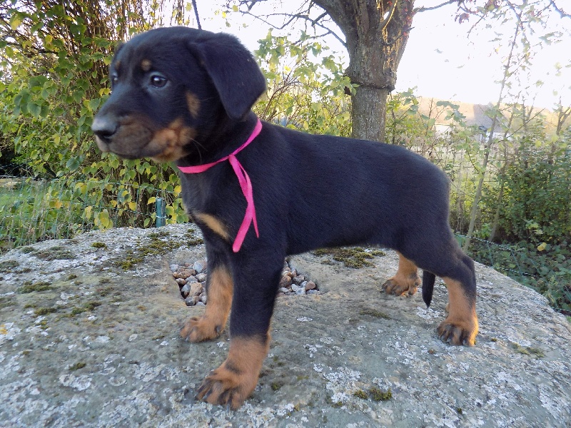 Jazzy De La Ferme Des Beaumalous