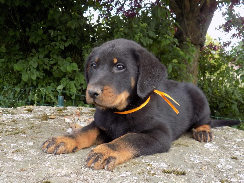 Loucky De La Ferme Des Beaumalous