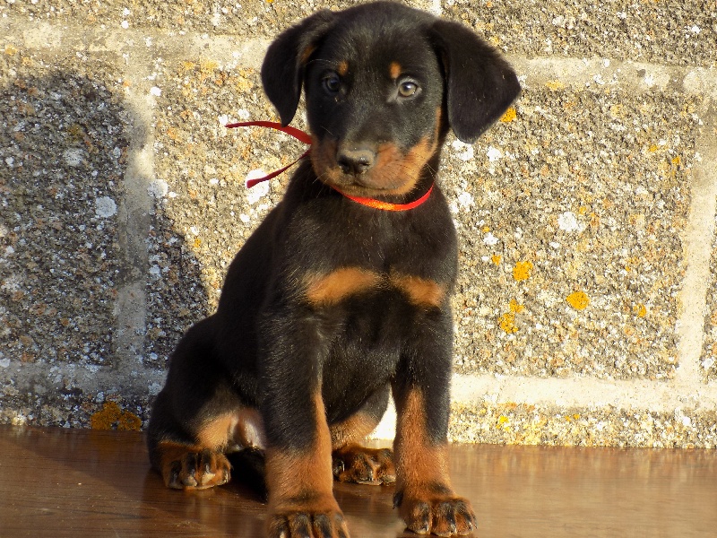 Lybie De La Ferme Des Beaumalous