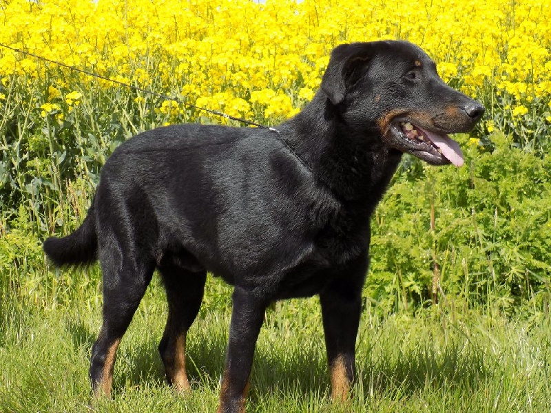 Hartus de la Noé d'Orient