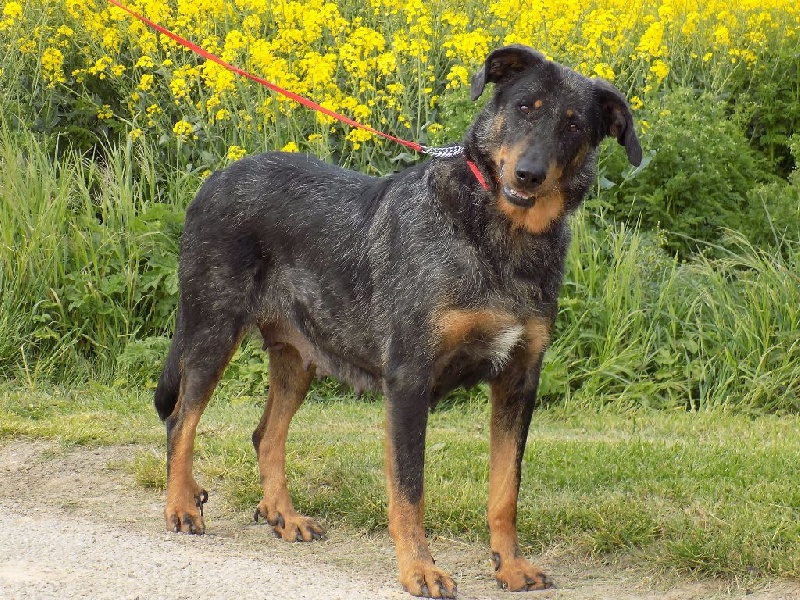 Flower argentée (Sans Affixe)