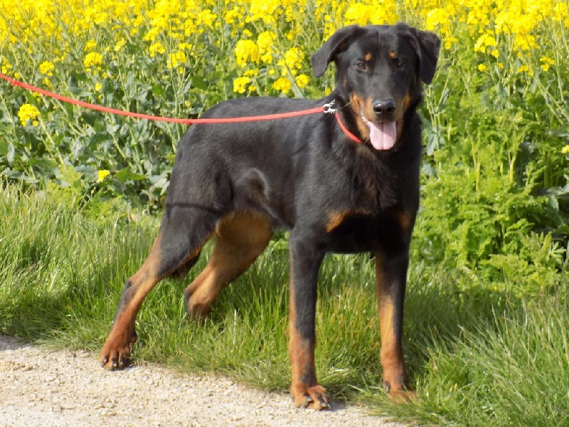 Jazze De La Ferme Des Beaumalous
