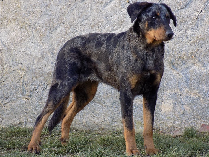 Lady blue De La Ferme Des Beaumalous