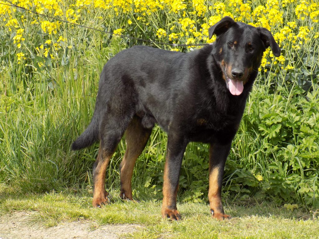 Jock De La Ferme Des Beaumalous