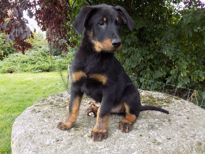 De La Ferme Des Beaumalous - Chiot noir et feu Disponibles de suite