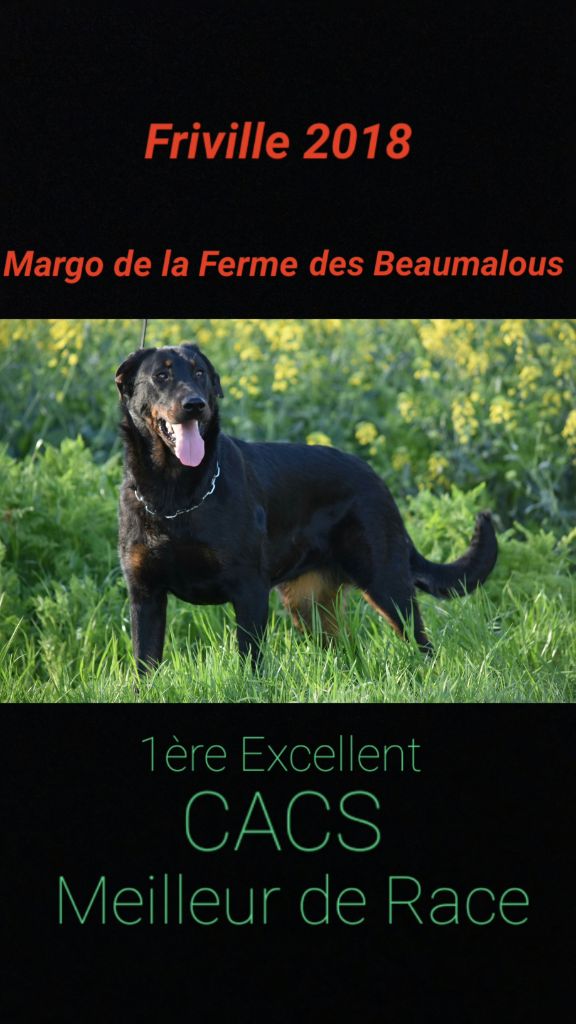 De La Ferme Des Beaumalous - Résultats exposition de Friville Escarbotin