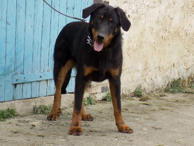 De La Ferme Des Beaumalous - Résultas Journée Beauceronne de DREUX