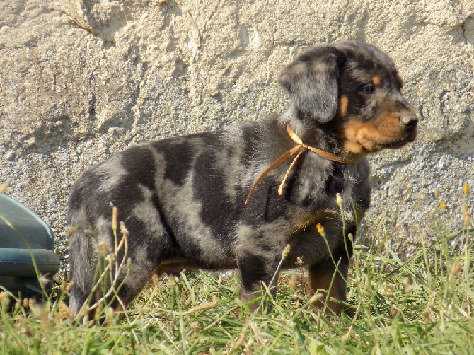 De La Ferme Des Beaumalous - Superbe chiot arlequin à réserver 