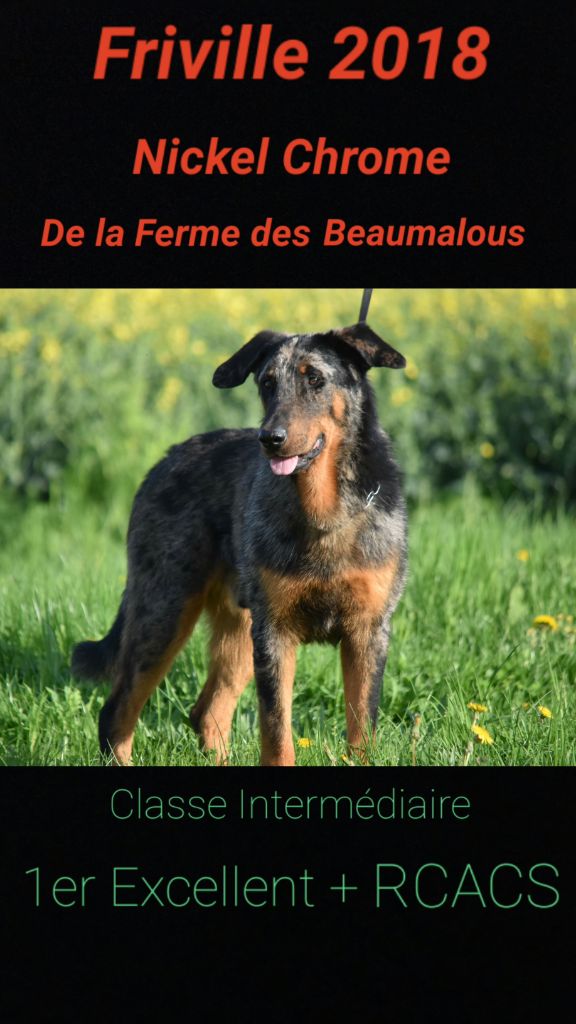 De La Ferme Des Beaumalous - Résultats exposition de Friville Escarbotin