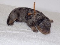 Ruban Sable 