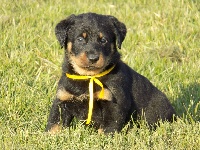 Ruban Tournesol
