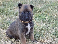 Ruban Sable