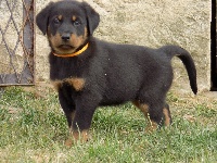 Ruban Orange 