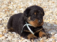 Ruban Bleu Ciel 