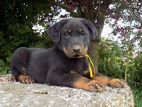 Ruban Tournesol