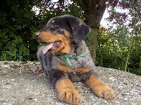 Ruban Vert