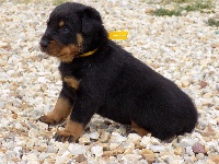 Ruban Tournesol