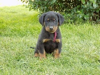 Ruban Bordeaux