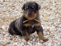 Ruban Sable