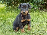 Ruban Marron