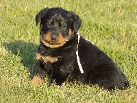 Ruban Rose
