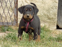 Ruban Bordeaux 