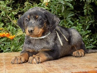 Ruban Bleu Ciel