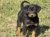 Ruban Marron