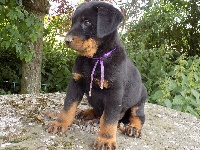 Ruban Violet