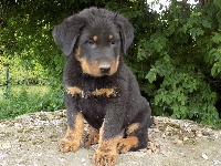 Ruban Sable