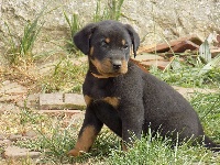Ruban Sable 
