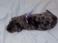Ruban Lilas