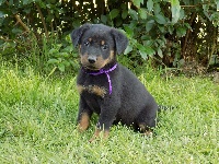 Ruban Violet