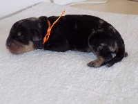Ruban Orange 