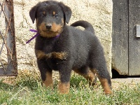 Ruban Violet 